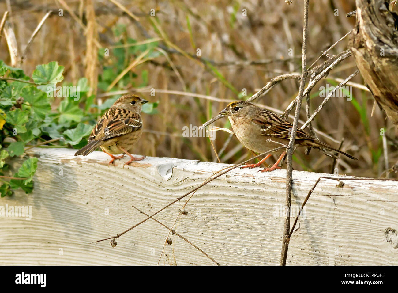 Sparrow in the bush Stock Photo