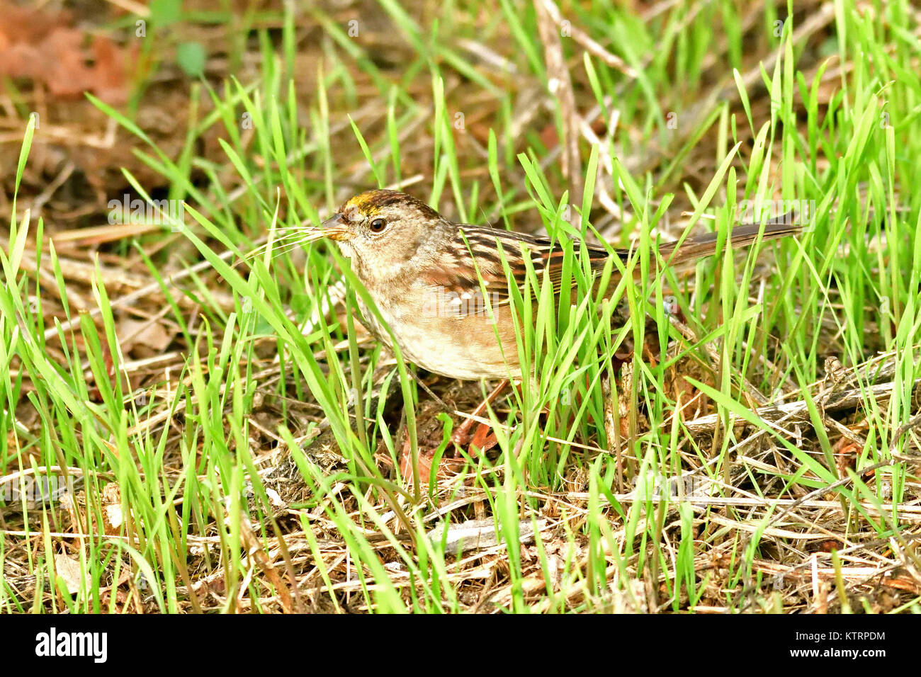 Sparrow in the bush Stock Photo