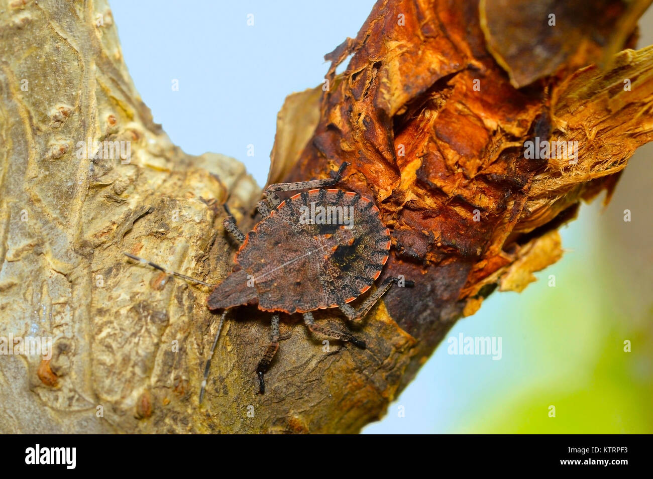 Rough stink bug, Brochymena quadripustulata, Pune, Maharashtra Stock ...