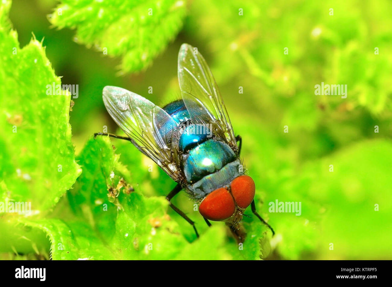 Common green bottle flies near Pune, Maharashtra Stock Photo