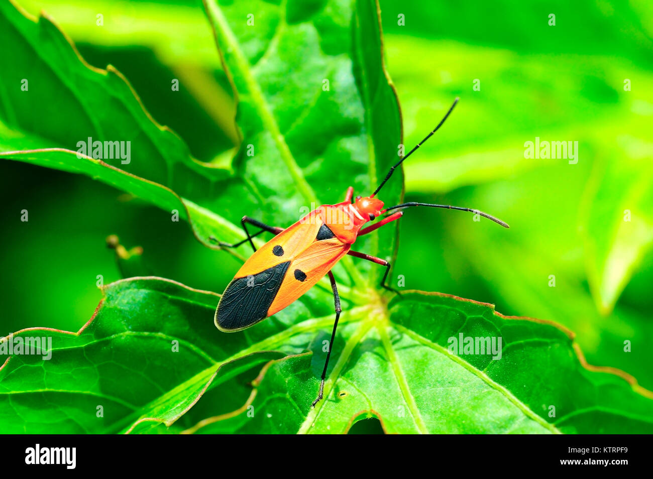 Cotton stainer bug hires stock photography and images Alamy
