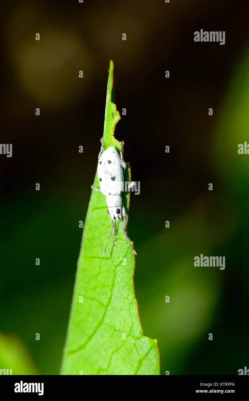 White weevil on a green leaf near Pune, Maharashtra Stock Photo