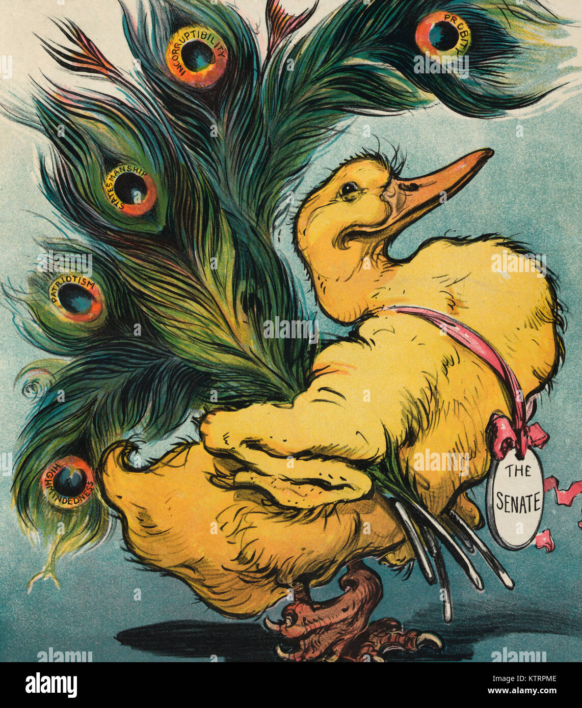 The ugly duckling - Illustration shows a duck with clawed-feet, wearing a medal labeled 'The Senate', carrying peacock feathers labeled 'Probity, Incorruptibility, Statesmanship, Patriotism, and Highmindedness'. Political Cartoon, 1906 Stock Photo