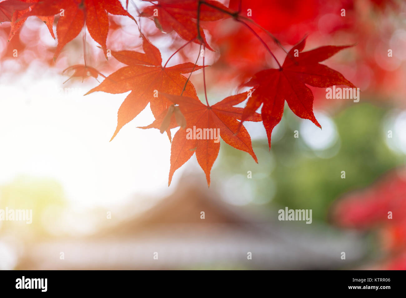 Red Maple Leaf in Japan Autumn Season Nature Background Stock Photo - Alamy