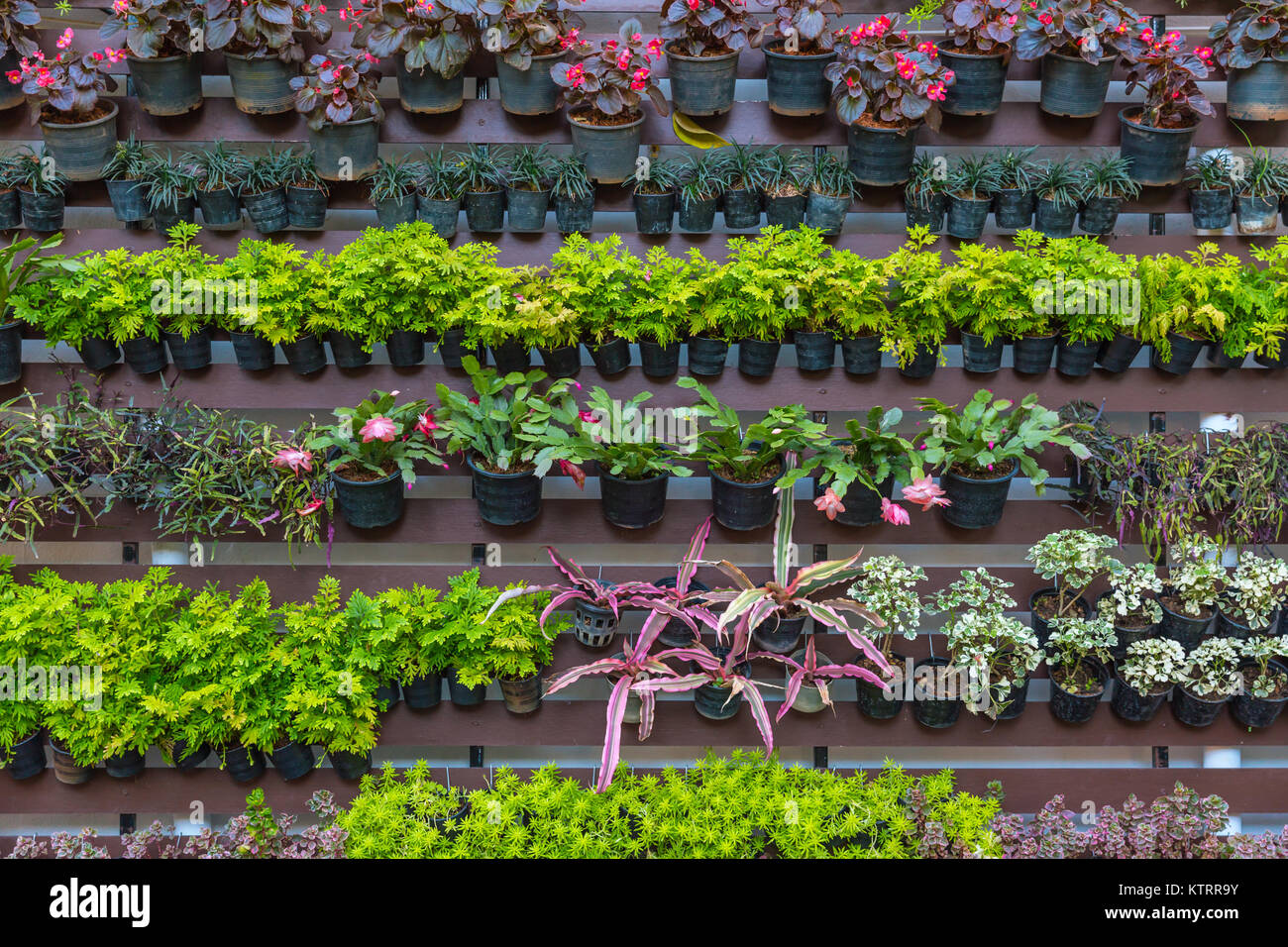 vertical garden plant decoration as green wall Stock Photo - Alamy