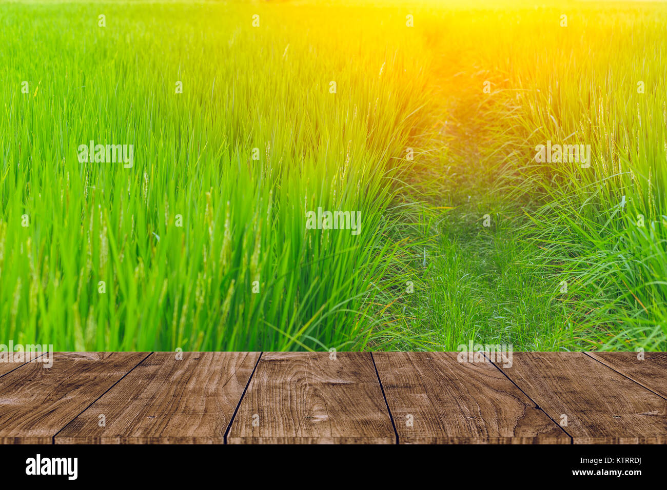 wood foreground on rice field background Stock Photo