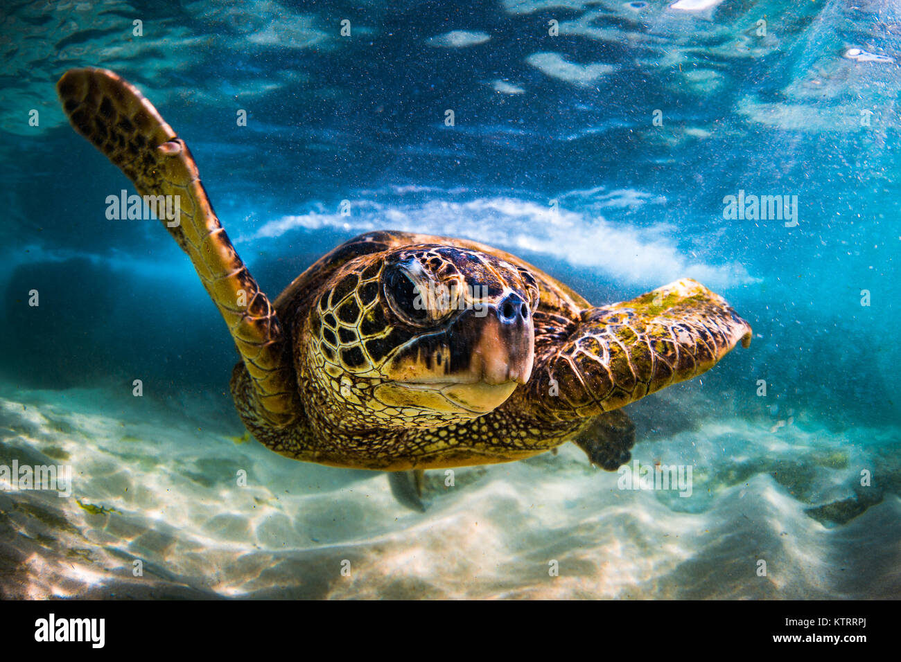 Hawaiian Green Sea Turtle swimming underwater Stock Photo - Alamy