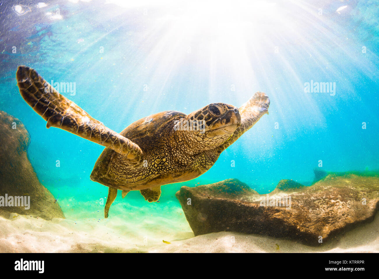 Hawaiian Green Sea Turtle swimming underwater Stock Photo - Alamy