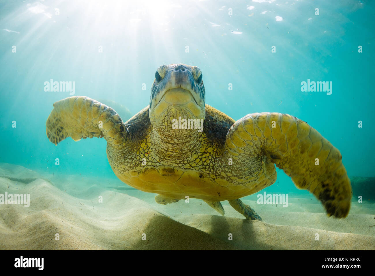 Hawaiian Green Sea Turtle swimming underwater Stock Photo - Alamy
