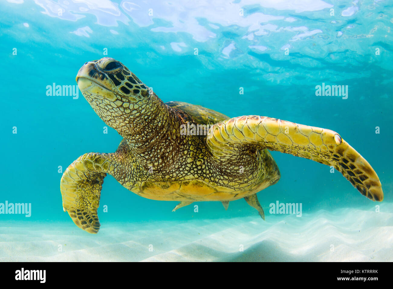 Hawaiian Green Sea Turtle swimming underwater Stock Photo - Alamy