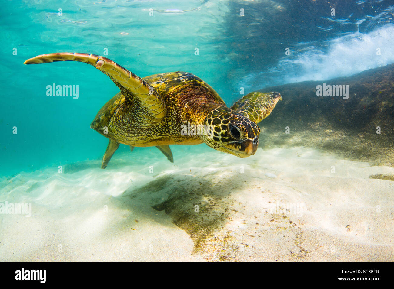 Hawaiian Green Sea Turtle swimming underwater Stock Photo - Alamy