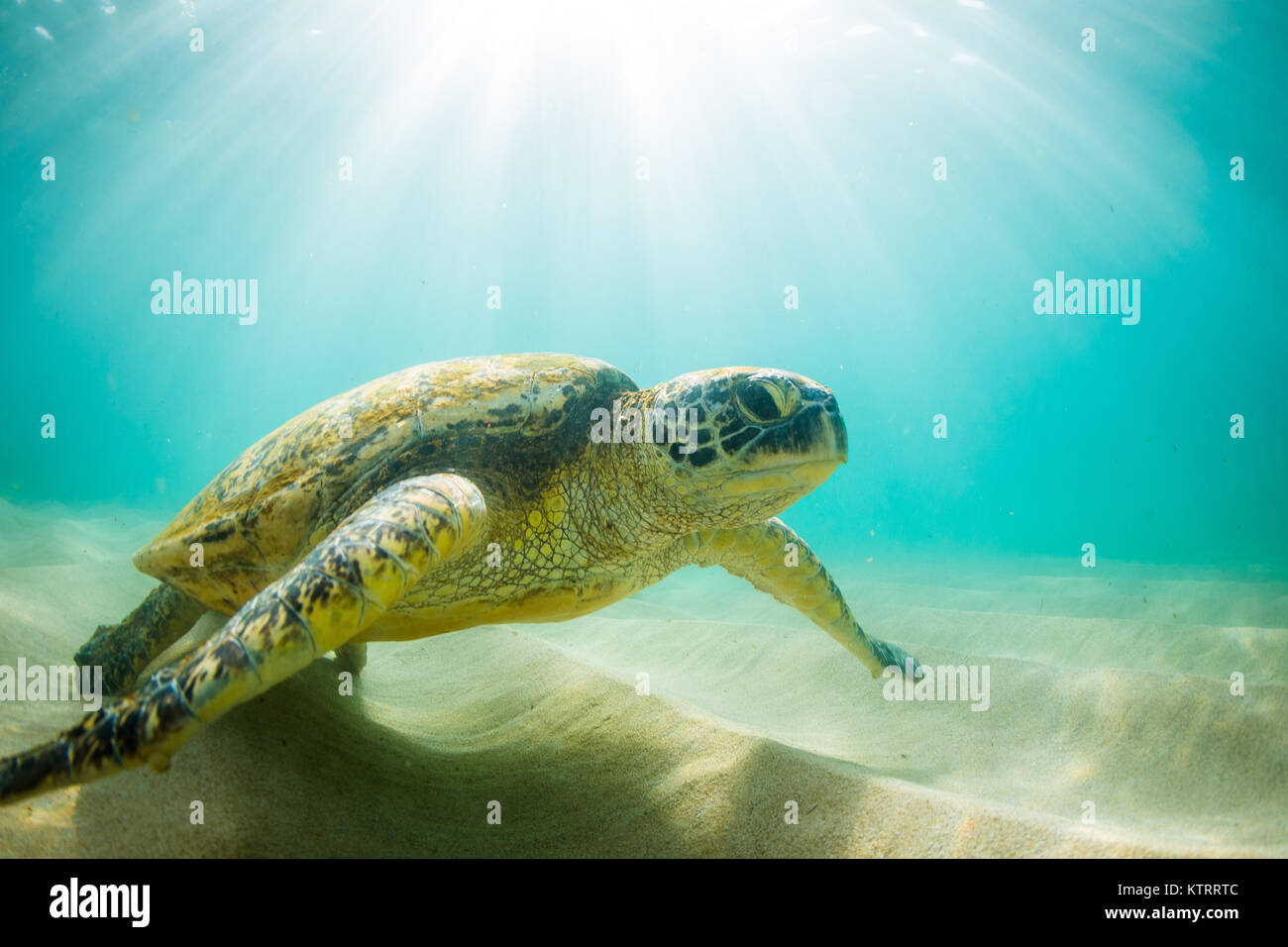 Hawaiian Green Sea Turtle swimming underwater Stock Photo - Alamy