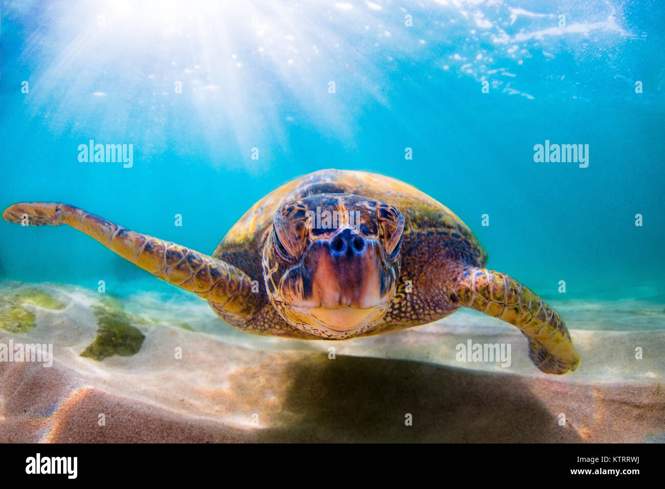 Hawaiian Green Sea Turtle swimming underwater Stock Photo - Alamy