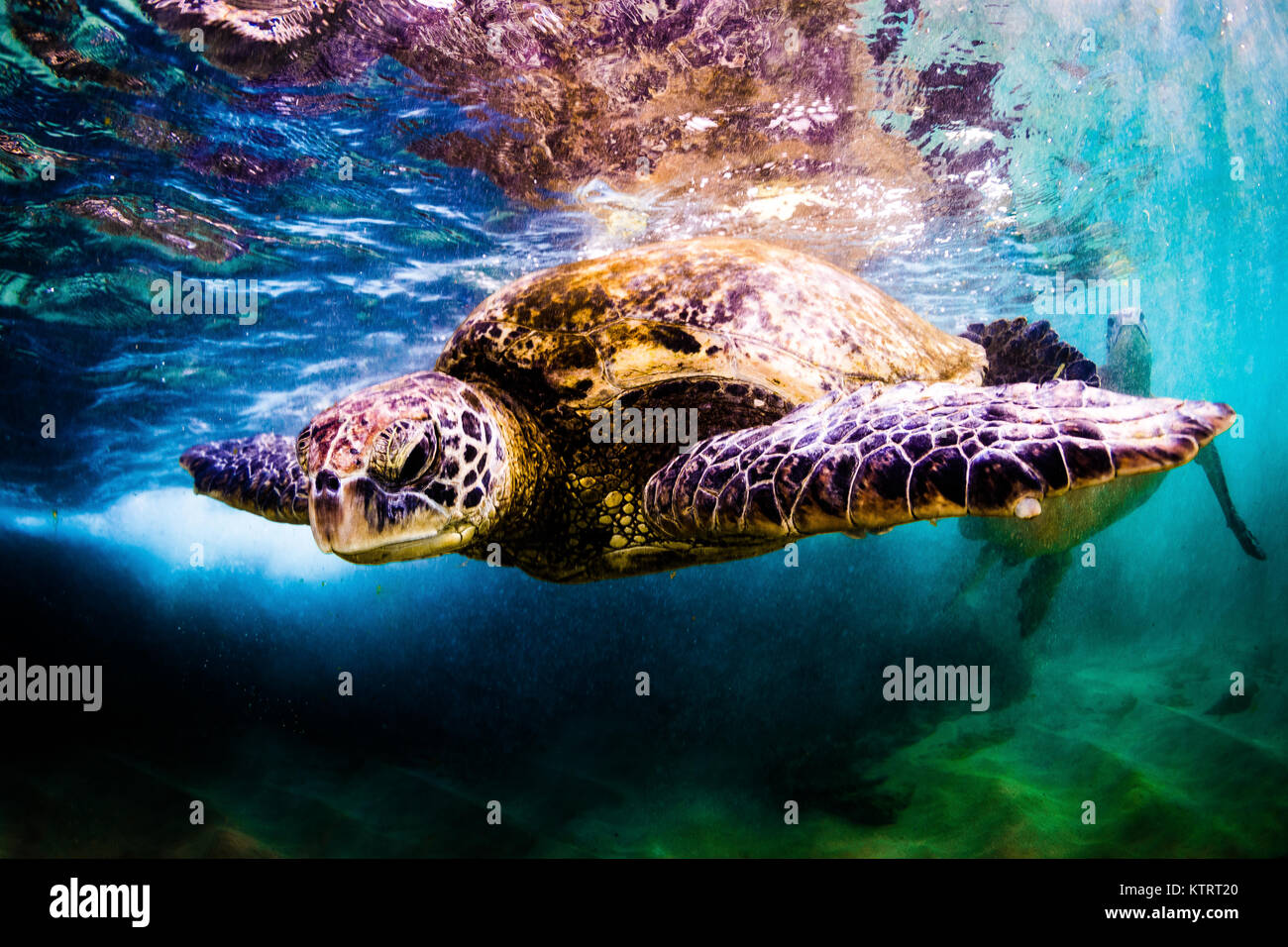 Hawaiian Green Sea Turtle swimming underwater Stock Photo - Alamy