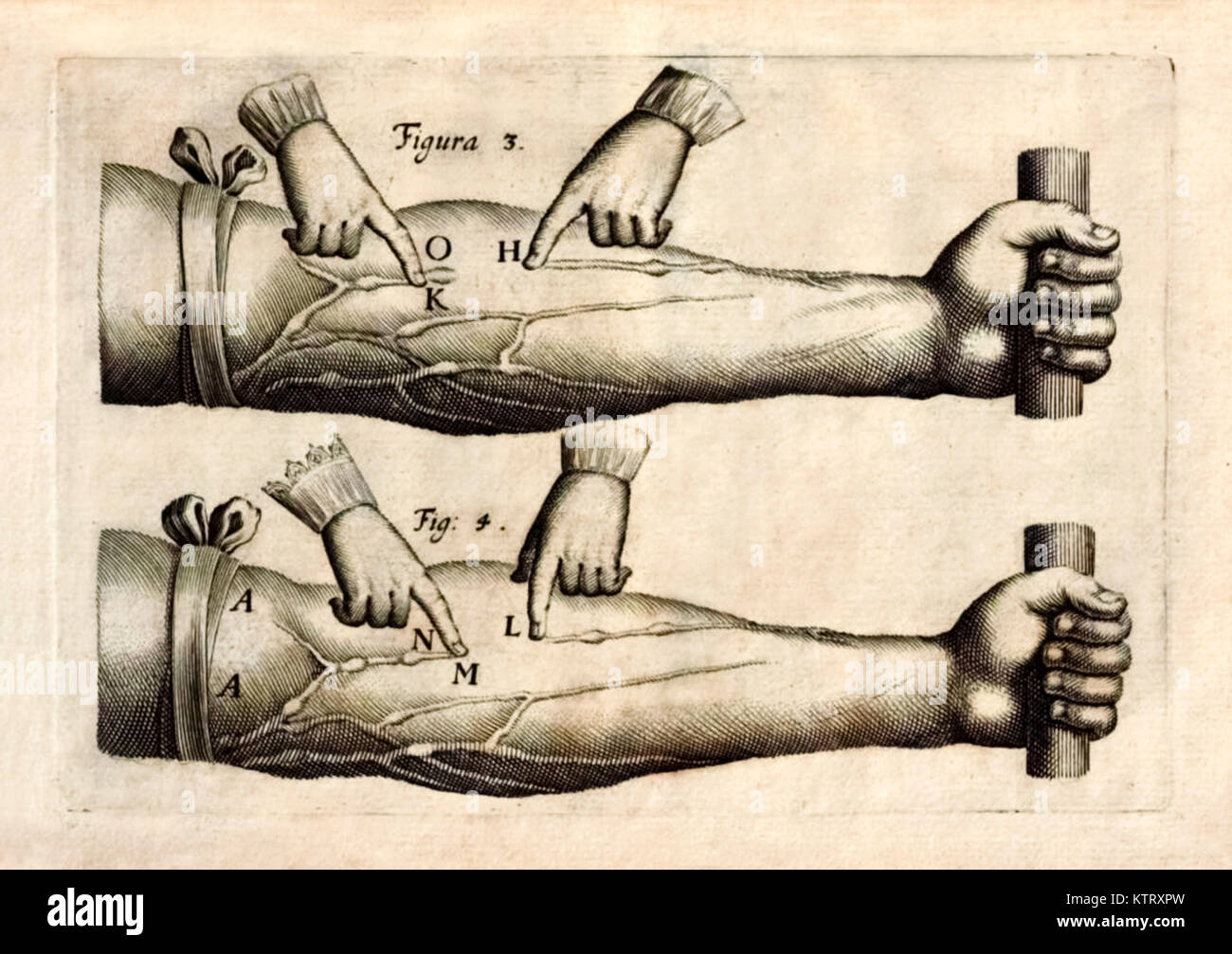 Plate 2 from ‘De Motu Cordis set Sanguinis in Animalibus’ (The Motion of the Heart and Blood in Living Beings) by William Harvey (1578-1657) showing the network of veins in the forearm containing one way valves showing blood flowing towards the heart. See more information below. Stock Photo