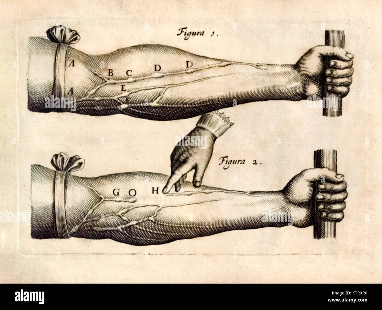 Plate 1 from ‘De Motu Cordis set Sanguinis in Animalibus’ (The Motion of the Heart and Blood in Living Beings) by William Harvey (1578-1657) showing the network of veins in the forearm containing one way valves. See more information below. Stock Photo