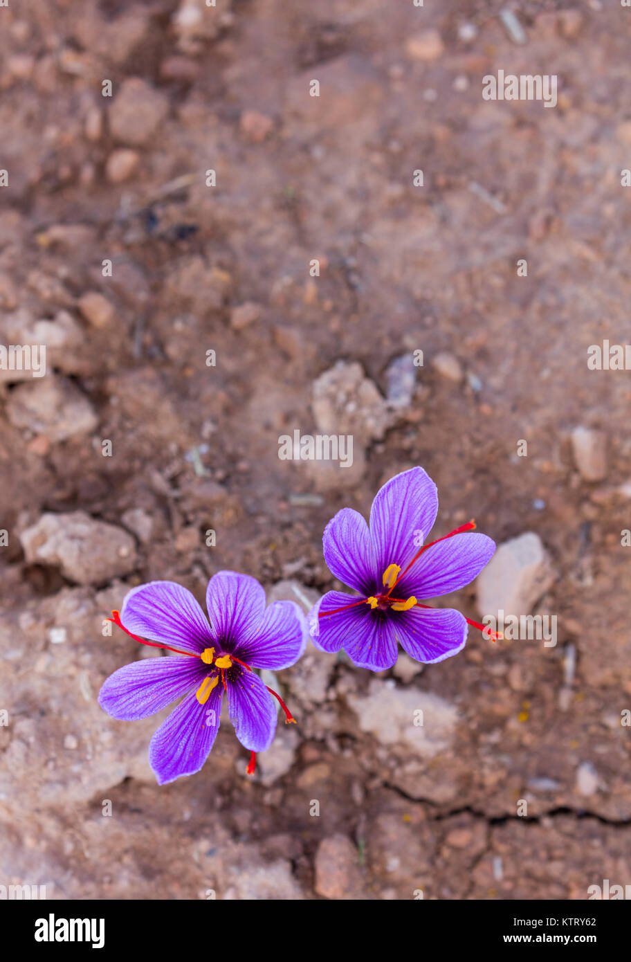 Cultivo de azafrán hi-res stock photography and images - Alamy