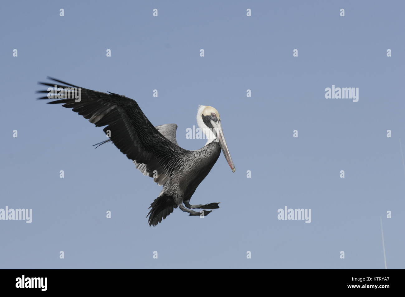 Pelican off land hi-res stock photography and images - Alamy