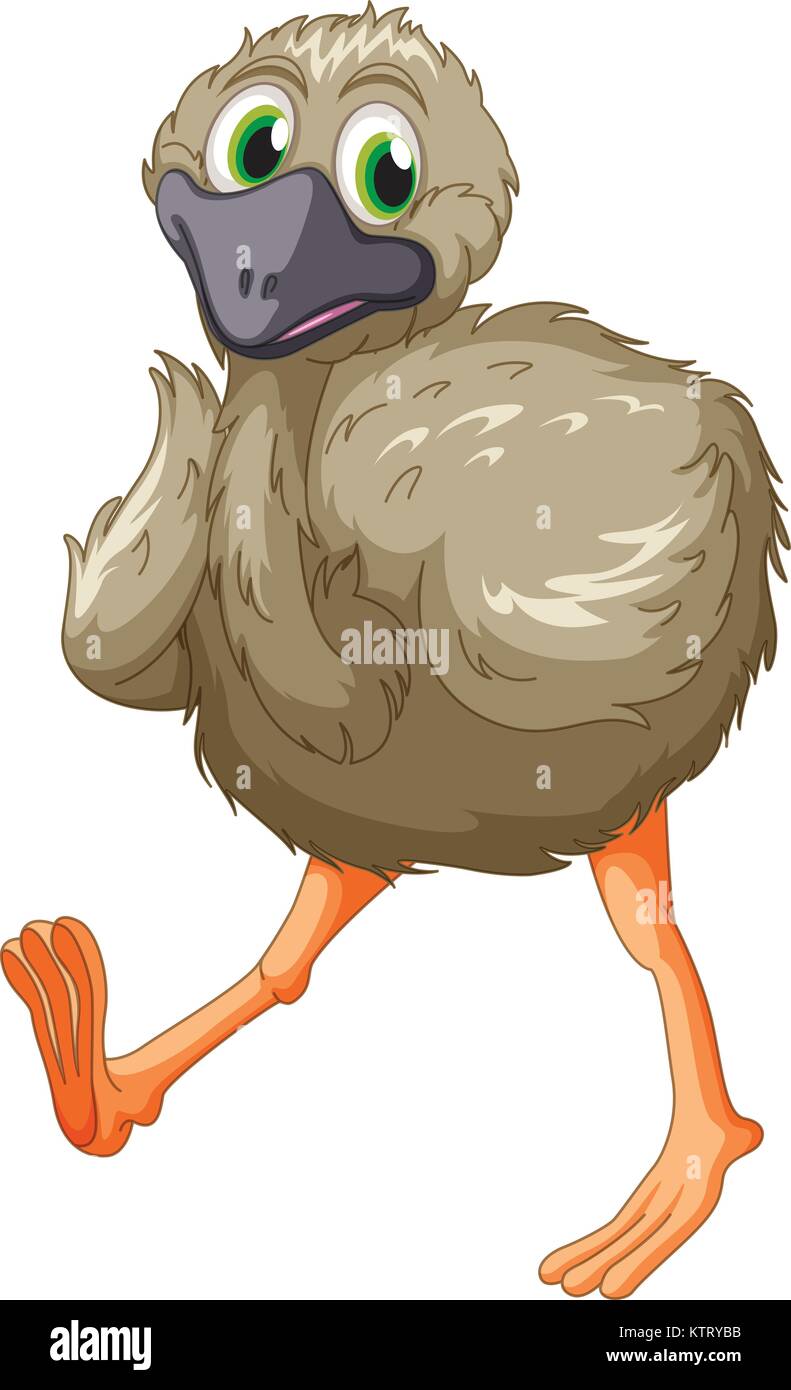 Cartoon of an emu on white Stock Vector Image & Art - Alamy