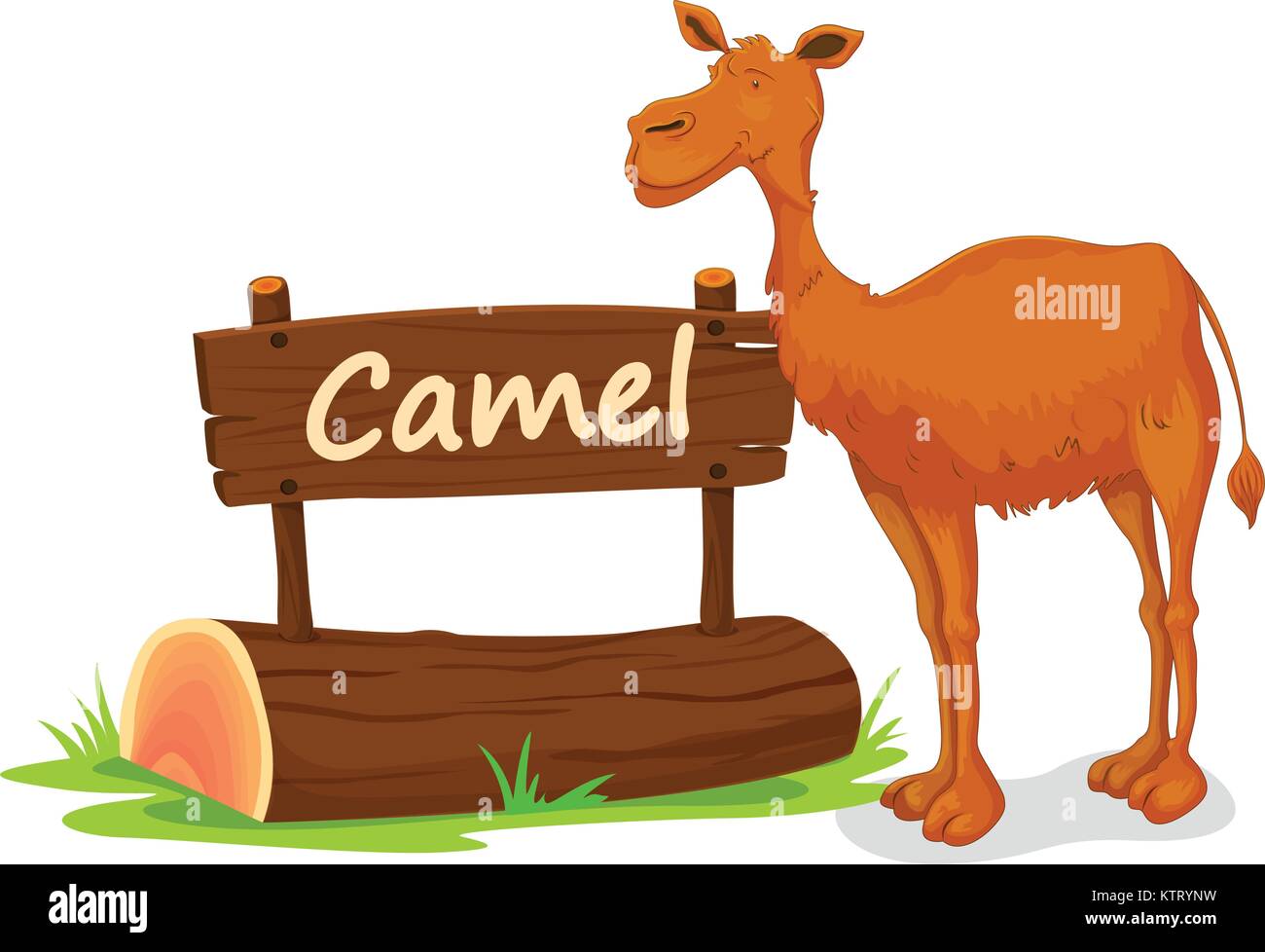 illustration of camel and name plate on a white Stock Vector Image & Art Alamy