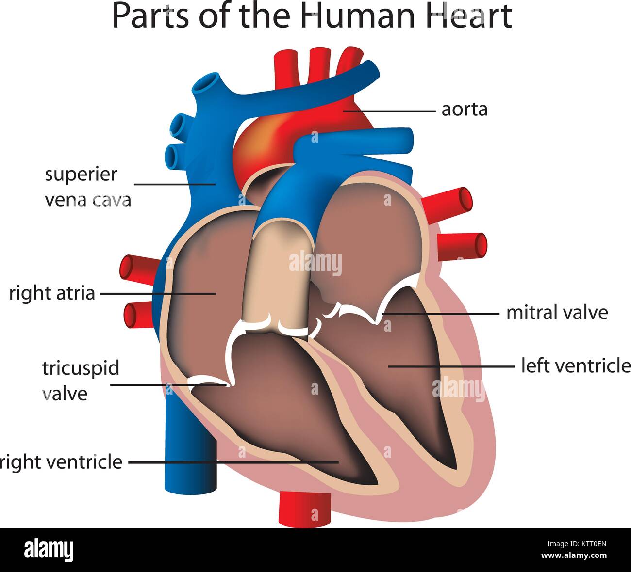 Illustration of parts of the heart Stock Vector Image & Art - Alamy