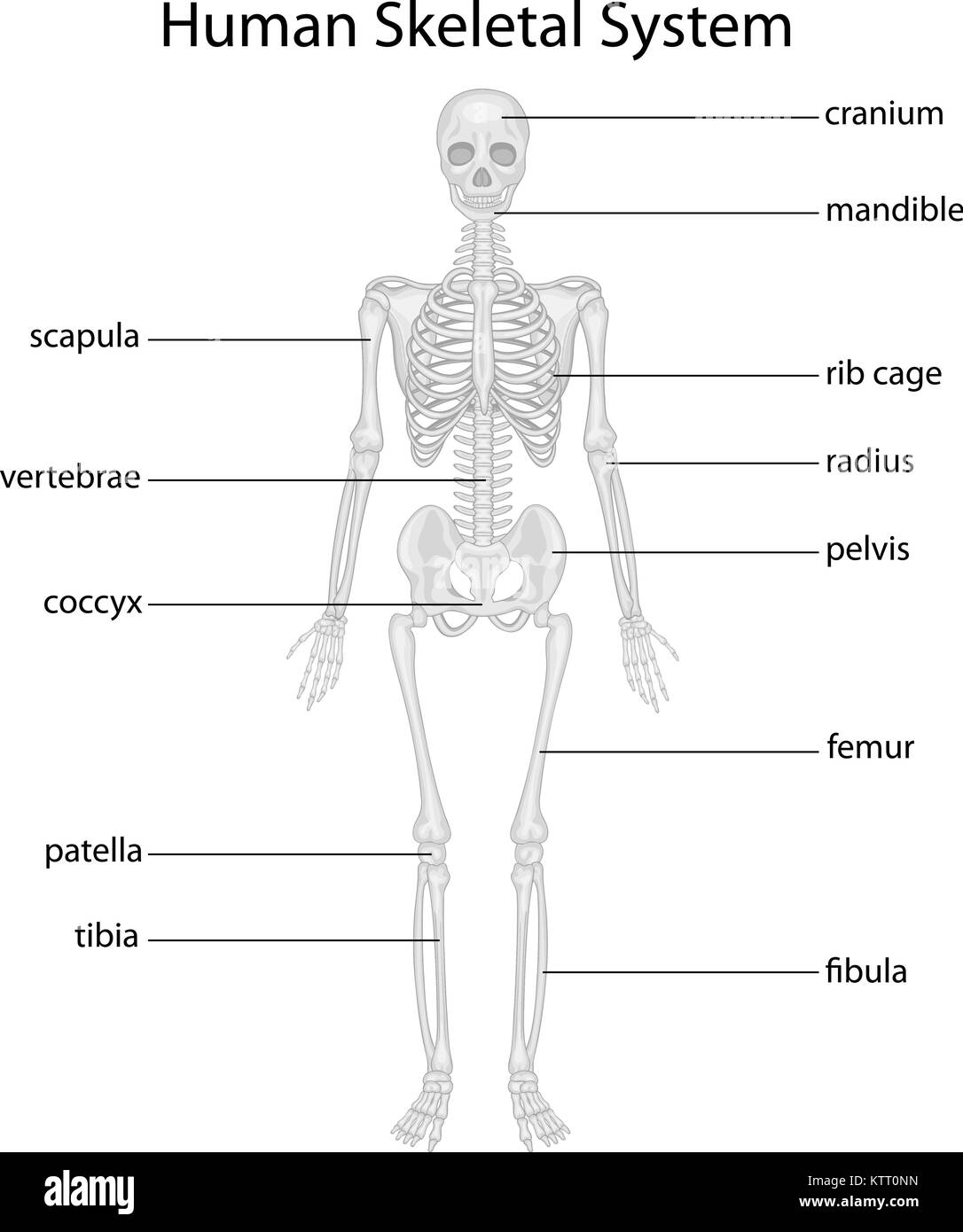 35 Label The Skeleton Bones - Labels Database 2020