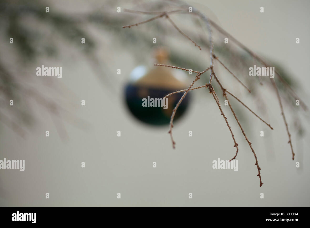 A sad hemlock Christmas tree, loosing lots of needles Stock Photo Alamy