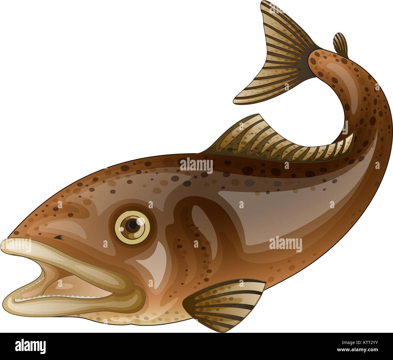 Detailed fish illustration on white Stock Vector