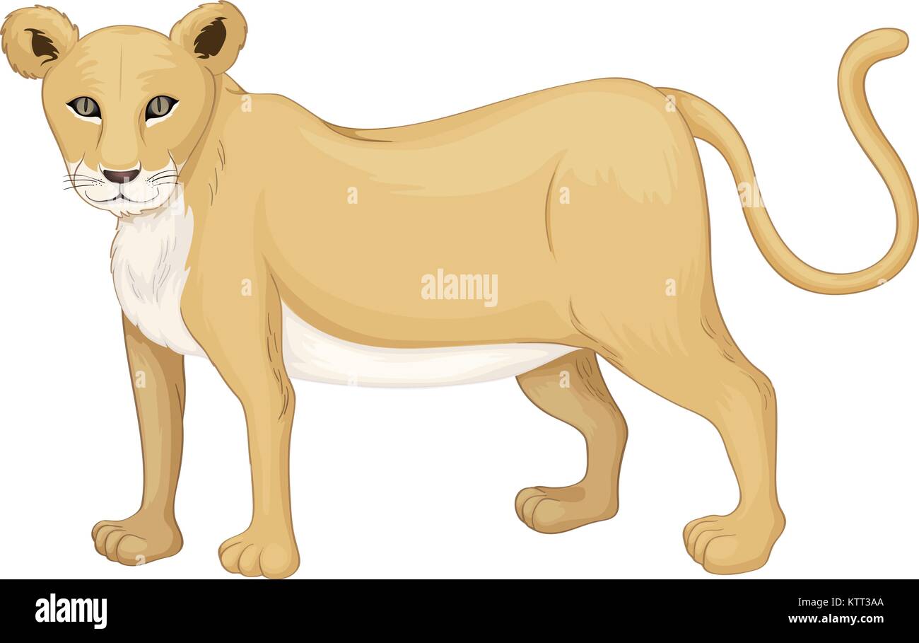 illustration of a tiger on a white background Stock Vector Image & Art ...