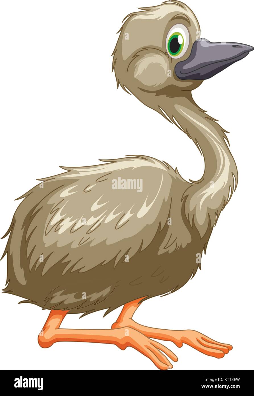 Illustration of isolated emu bird Stock Vector Image & Art - Alamy