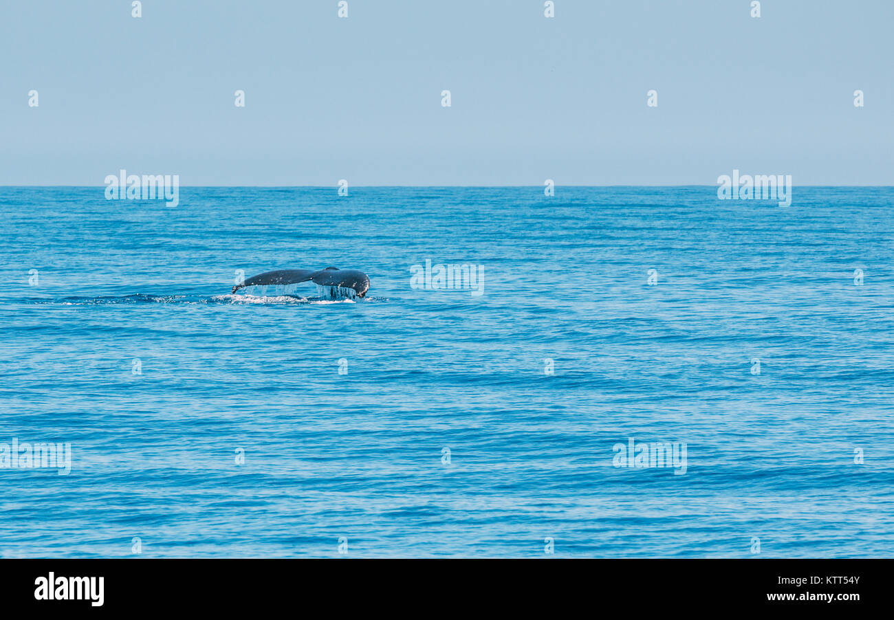 Whale swimming in ocean Stock Photo - Alamy