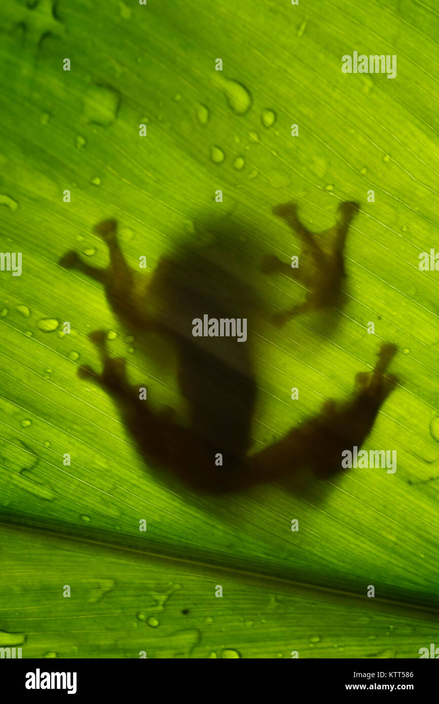 Silhouette of a tree frog on a leaf, Indonesia Stock Photo
