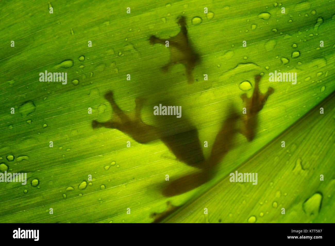 Silhouette of a tree frog on a leaf, Indonesia Stock Photo