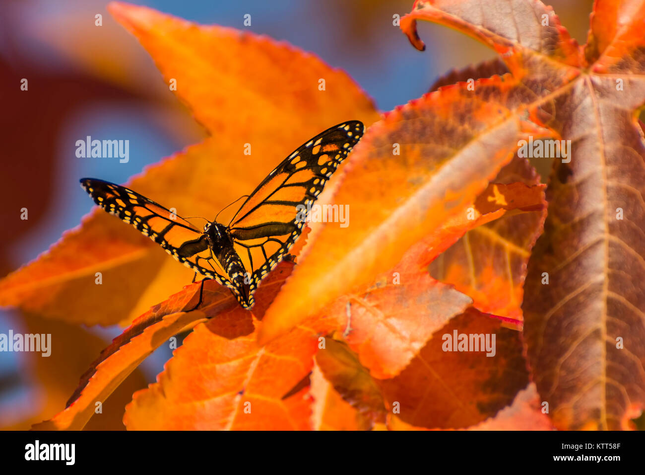 Monarch butterfly on an autumn leaf Stock Photo - Alamy