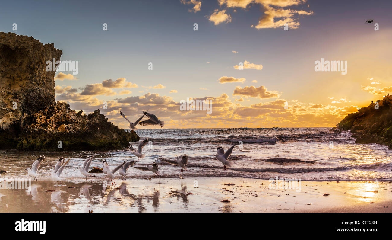 Seagulls on the beach near Perth, Western Australia, Australia Stock Photo