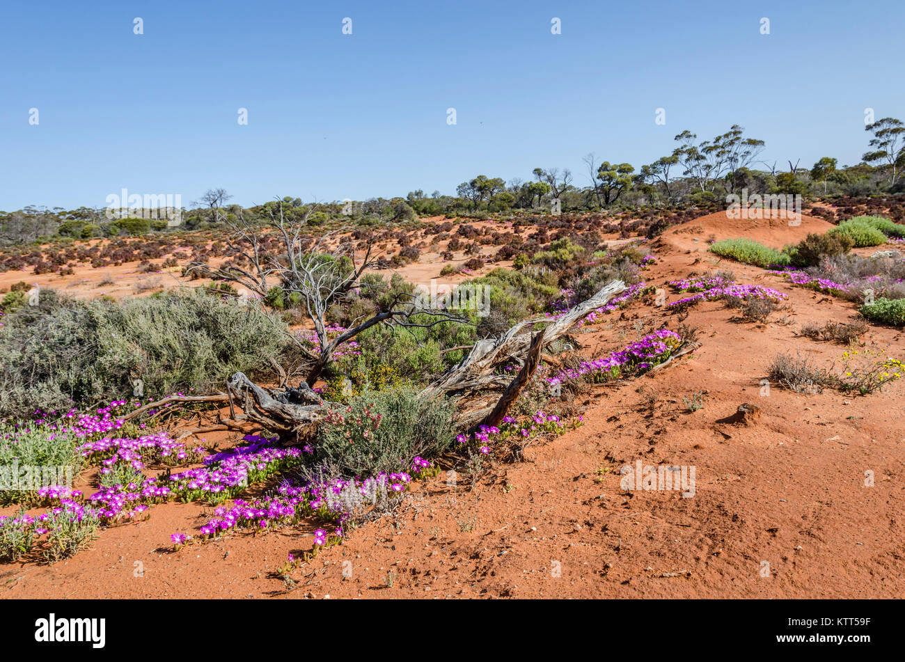 Desert landscape, Goldfields near Kalgoorlie, Western Australia ...