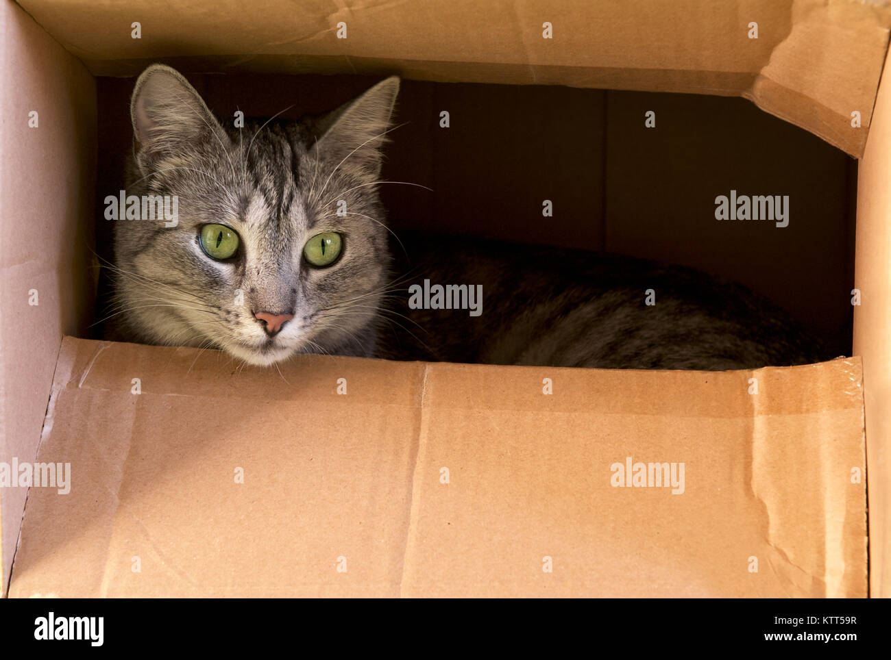 Cat in a cardboard box Stock Photo Alamy
