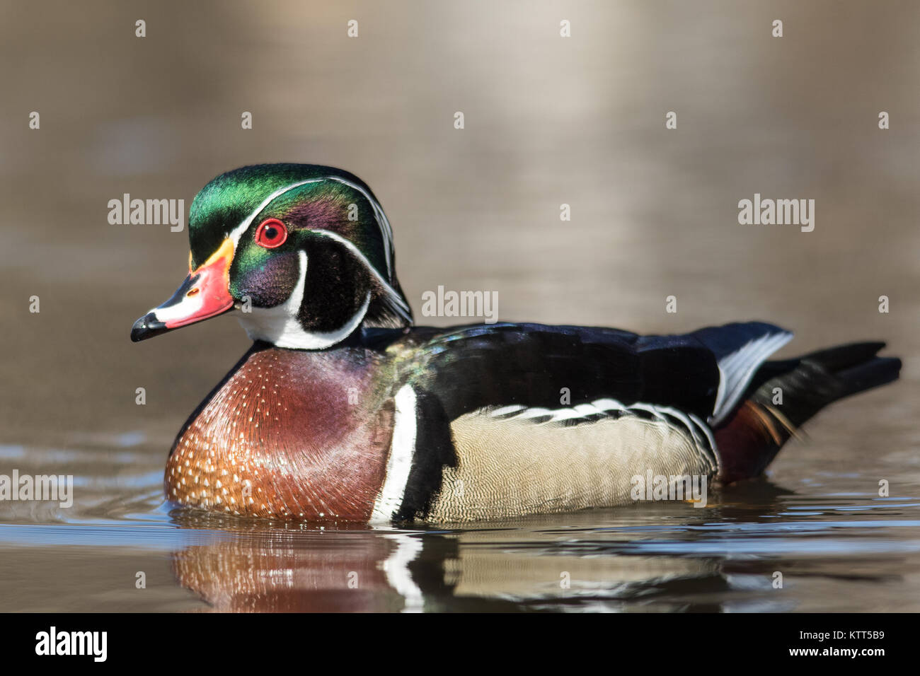 Side on view of duck hi-res stock photography and images - Alamy