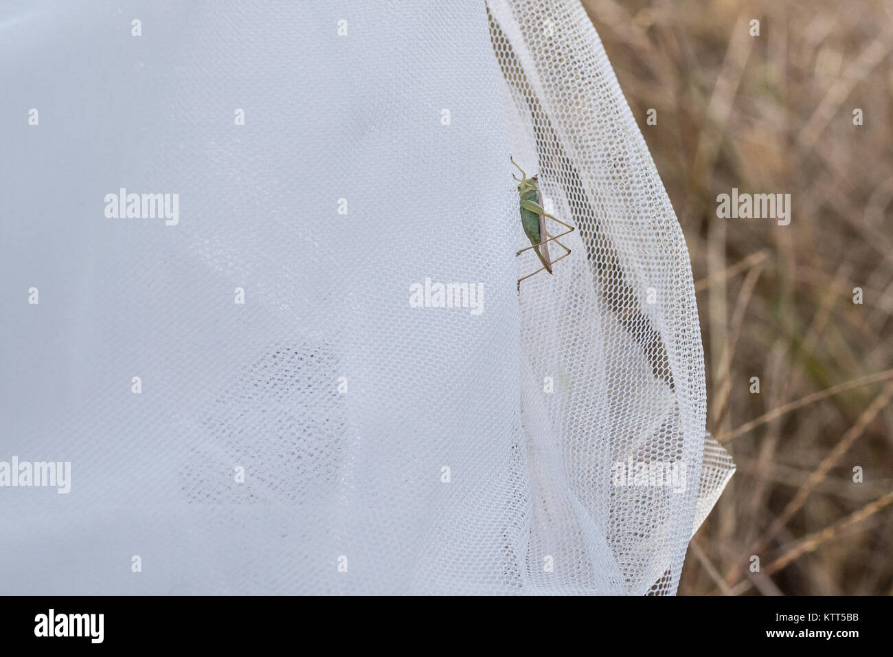 Grasshopper on a wedding dress Stock Photo