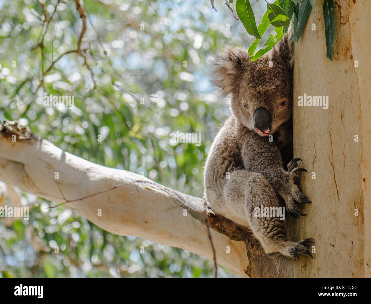 Koala Bear Sitting In A Gum Tree Melbourne Australia Stock Photo