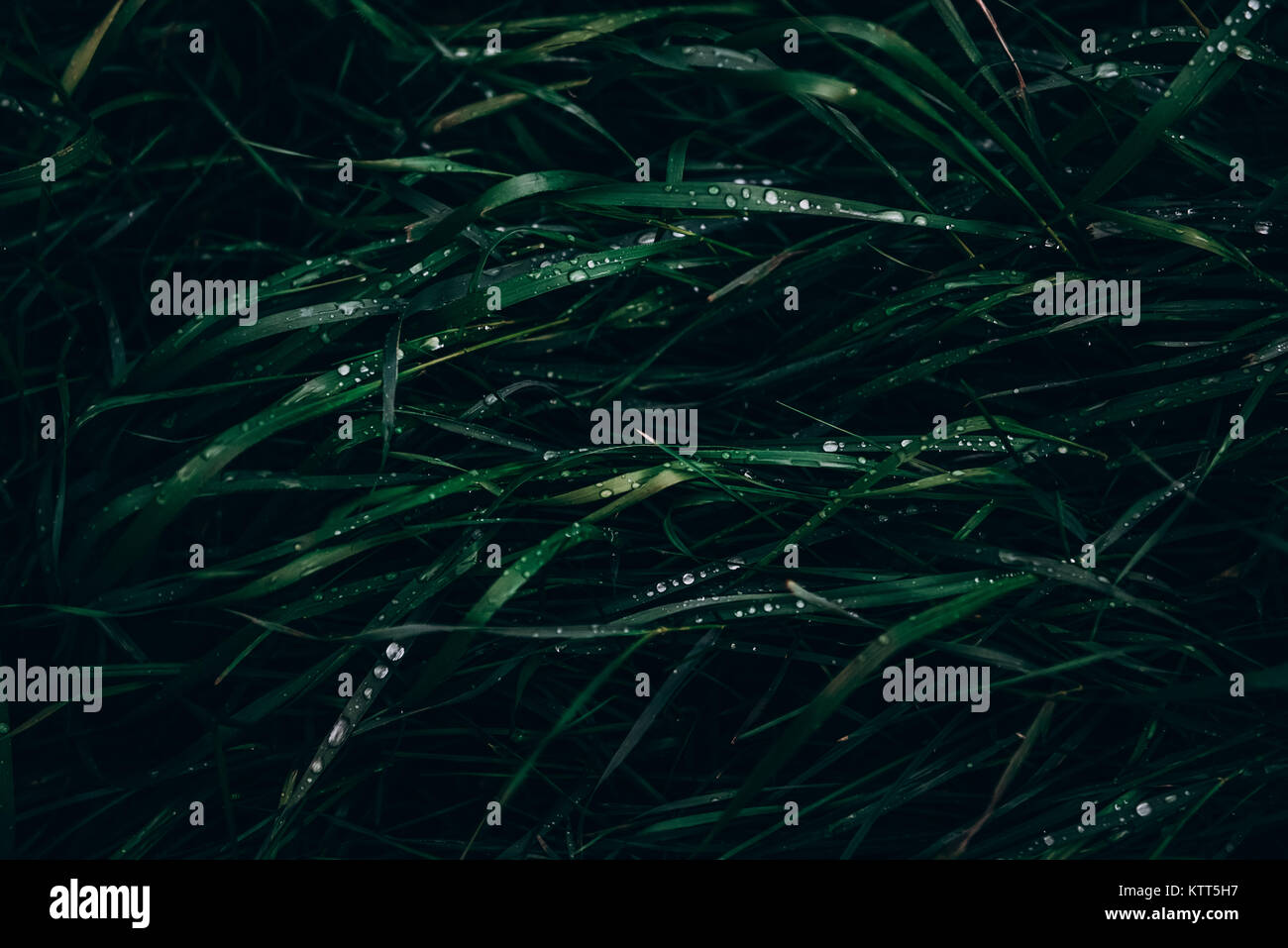 Water droplets on grass Stock Photo Alamy