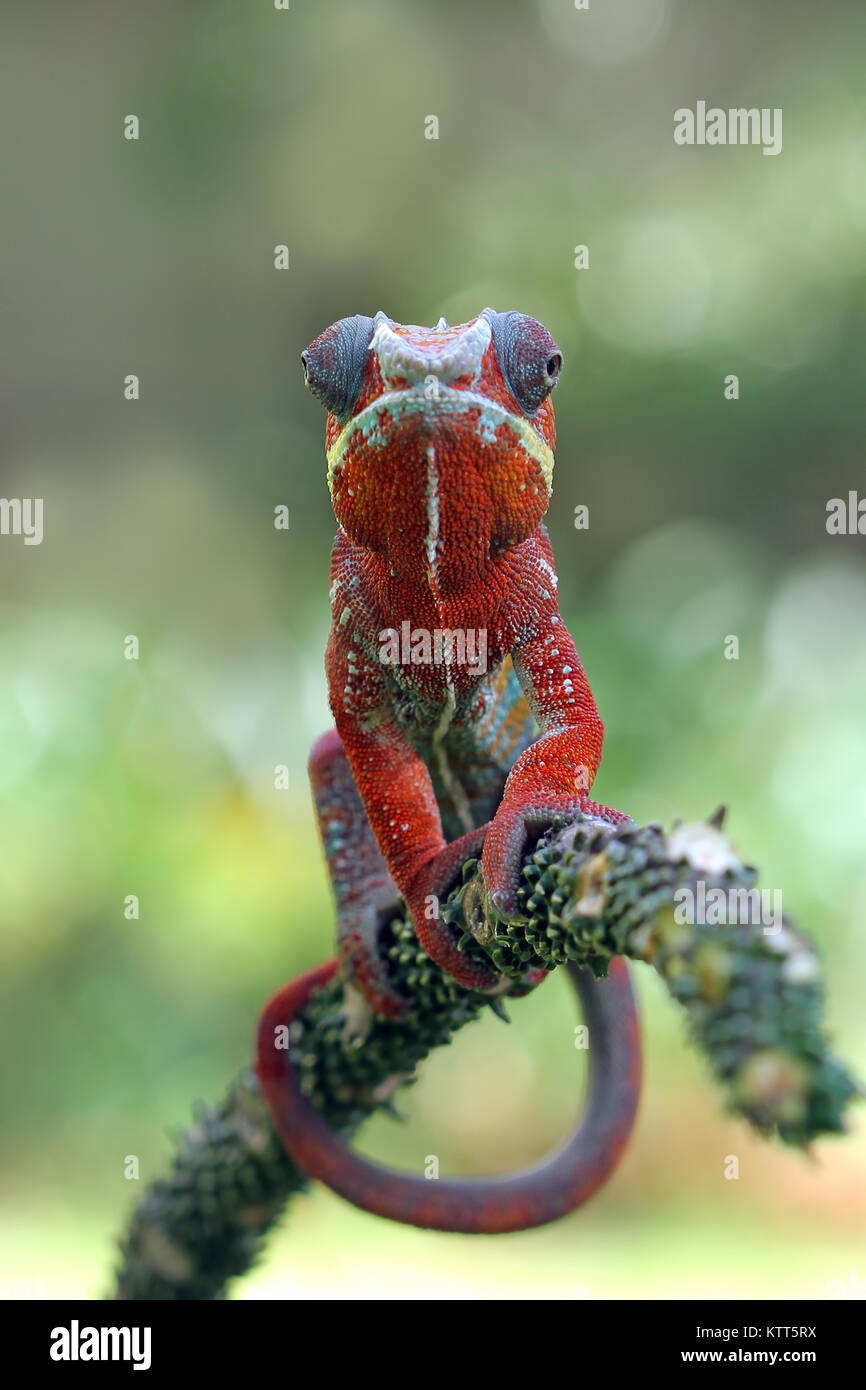 Portrait of a panther chameleon on branch, Indonesia Stock Photo
