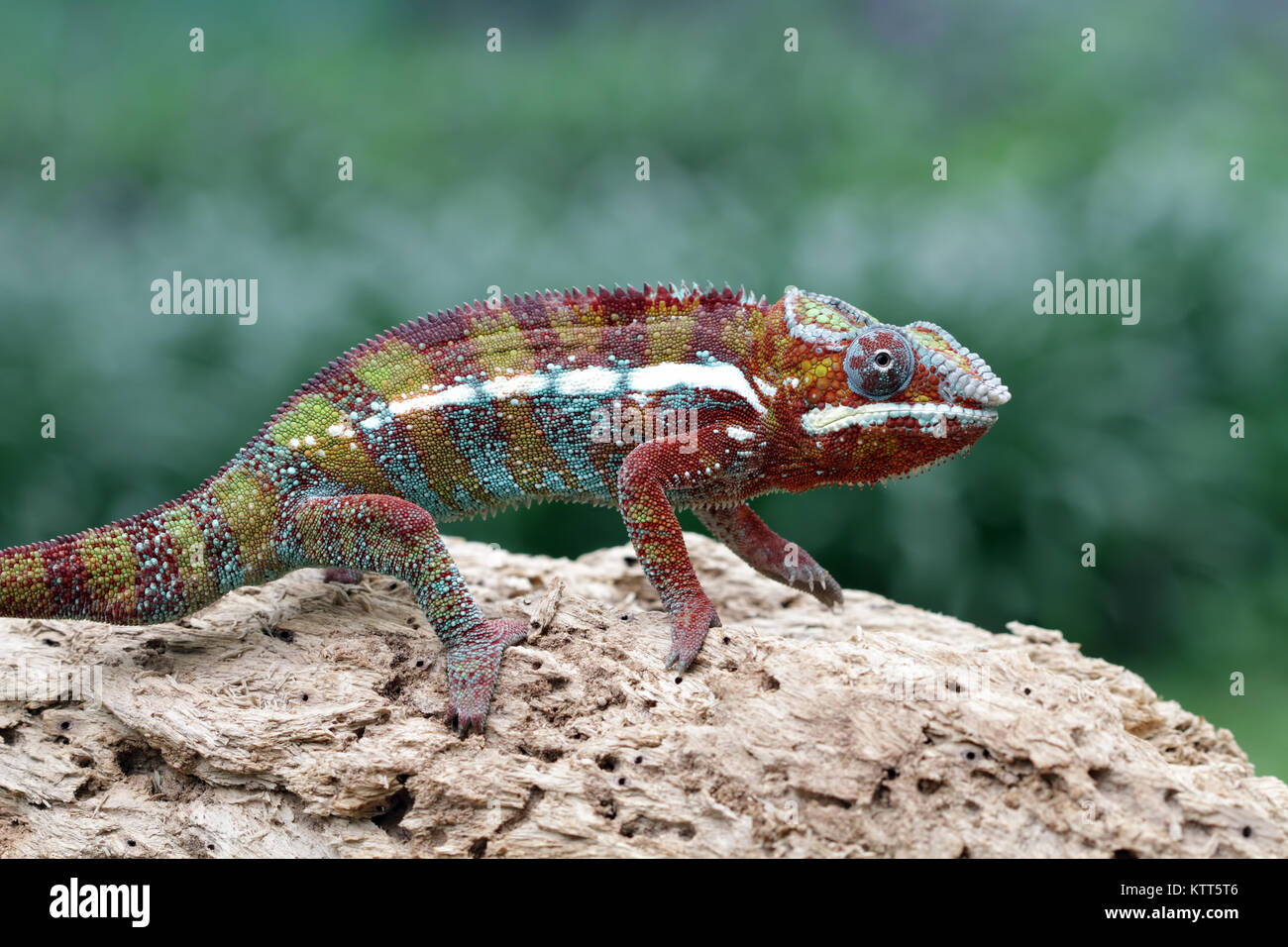 Panther Chameleon on a rock, Indonesia Stock Photo