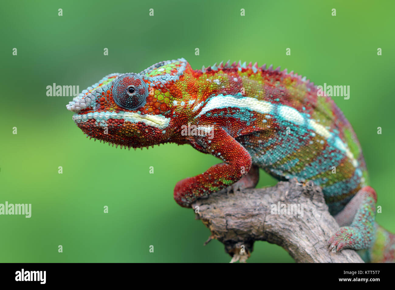 Panther Chameleon on a branch, Indonesia Stock Photo