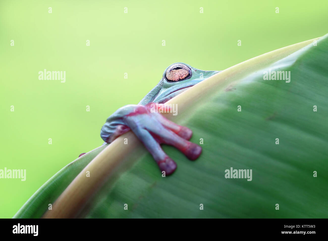 Dumpy tree frog on a leaf, Indonesia Stock Photo - Alamy