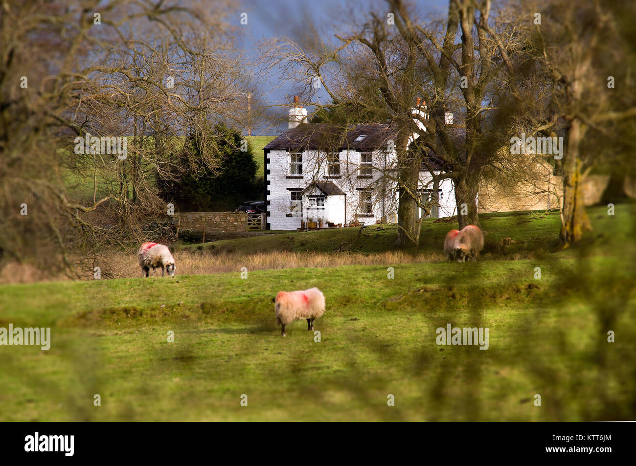 Wallace Arms, Featherstone, Northumberland Stock Photo