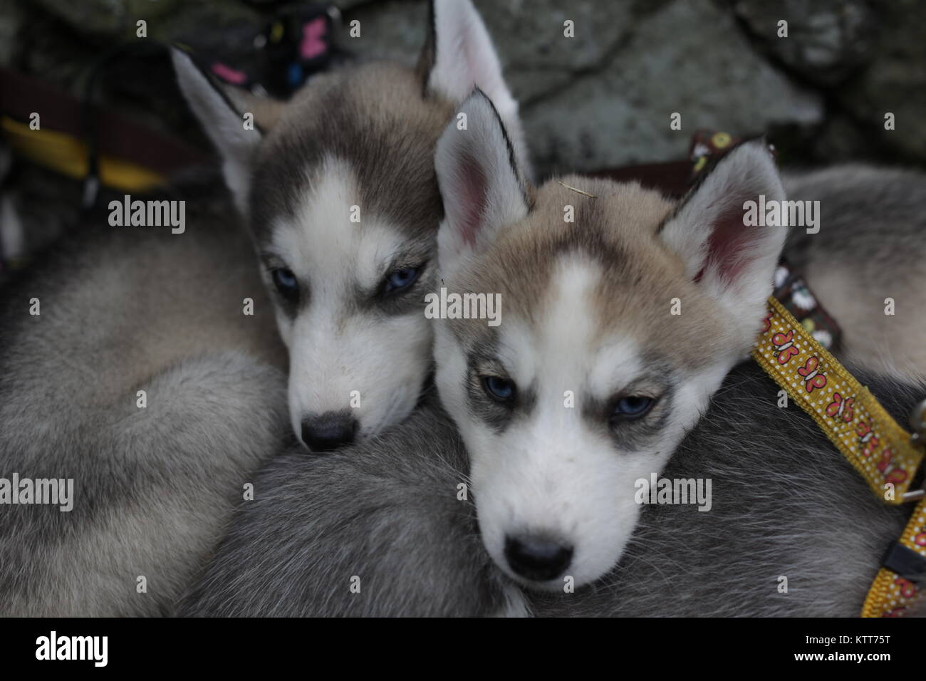 Siberian Husky Pups Cuddling Stock Photo