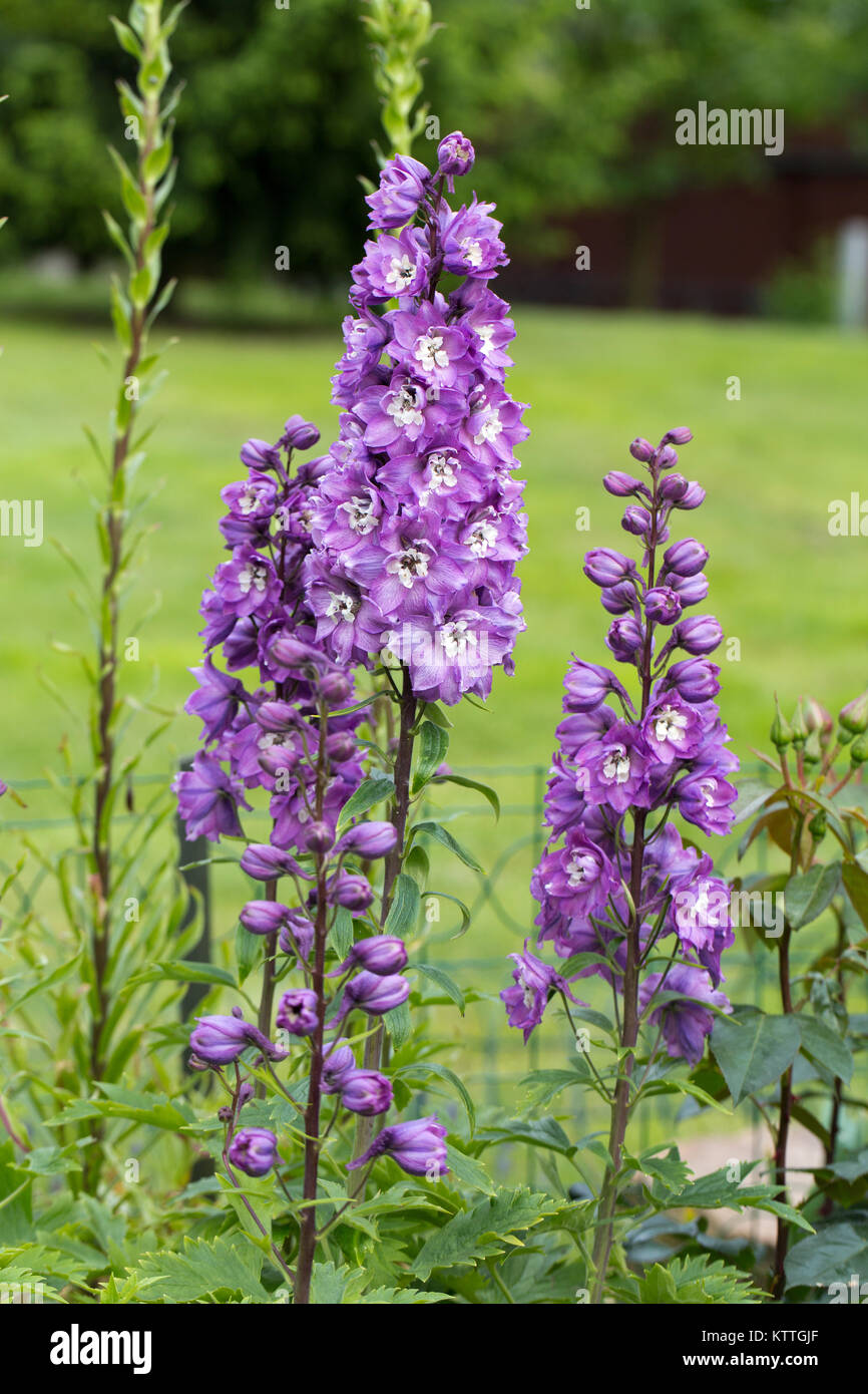 Purple Delphinium Flower in Garden Stock Photo - Alamy