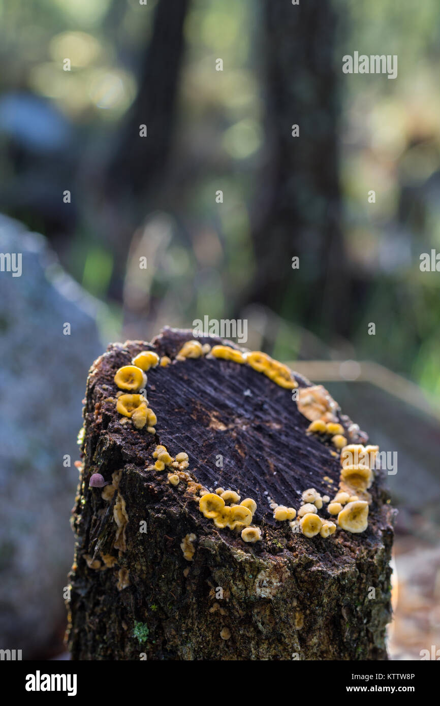 Mushrooms on trunk tree Stock Photo Alamy