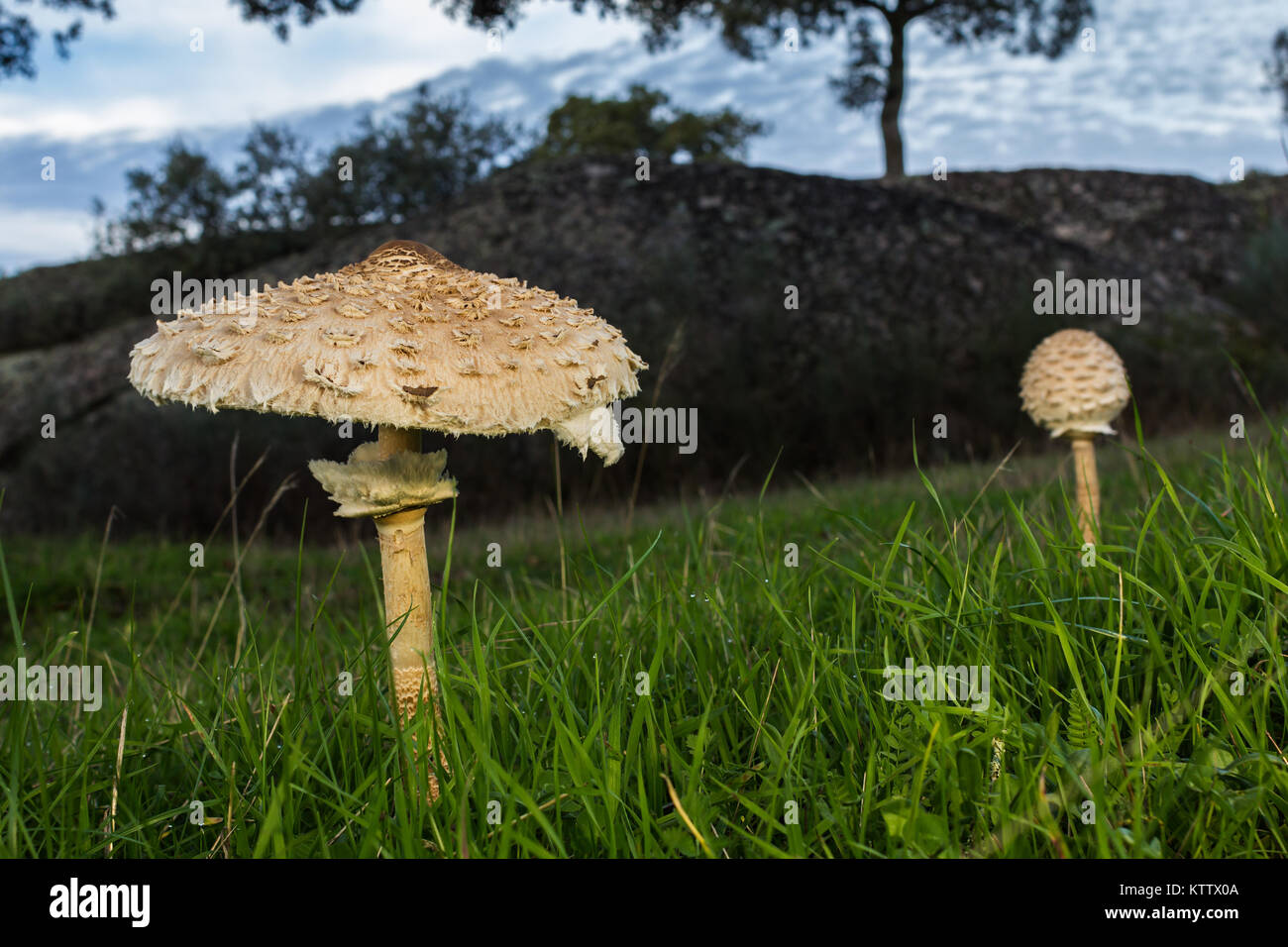 Macrolepiota procera, edible mushrooms. Stock Photo